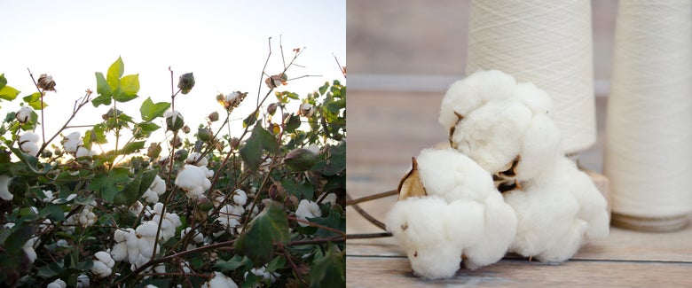 cotton plants